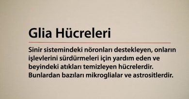 Glia Hücreleri – Beynin Görünmez Kahramanları Glia Hücreleri